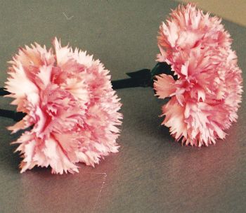 Carnation Apple Blossom