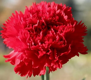 Carnation Domingo