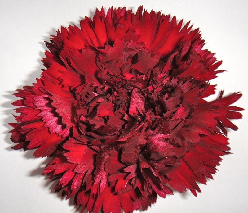 Carnation Fahi