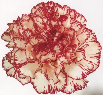 Carnation Jamaica