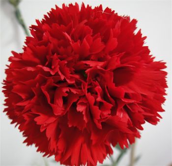 Carnation Leopard