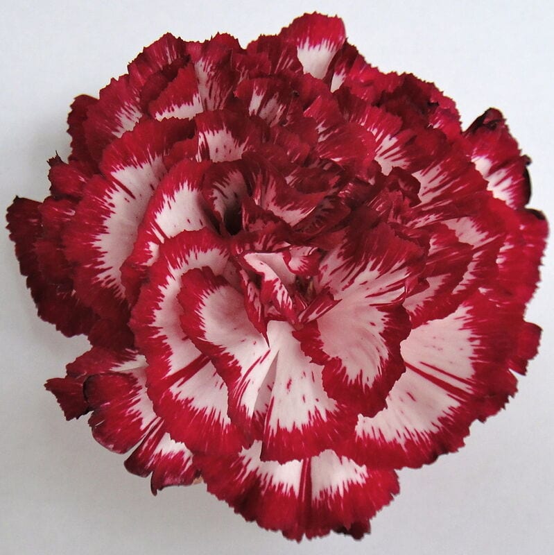 Carnation Nobless