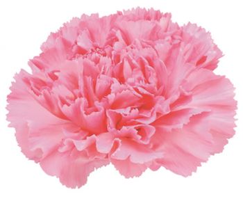 Carnation Pink