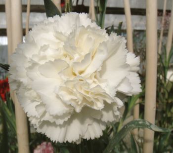 Carnation White